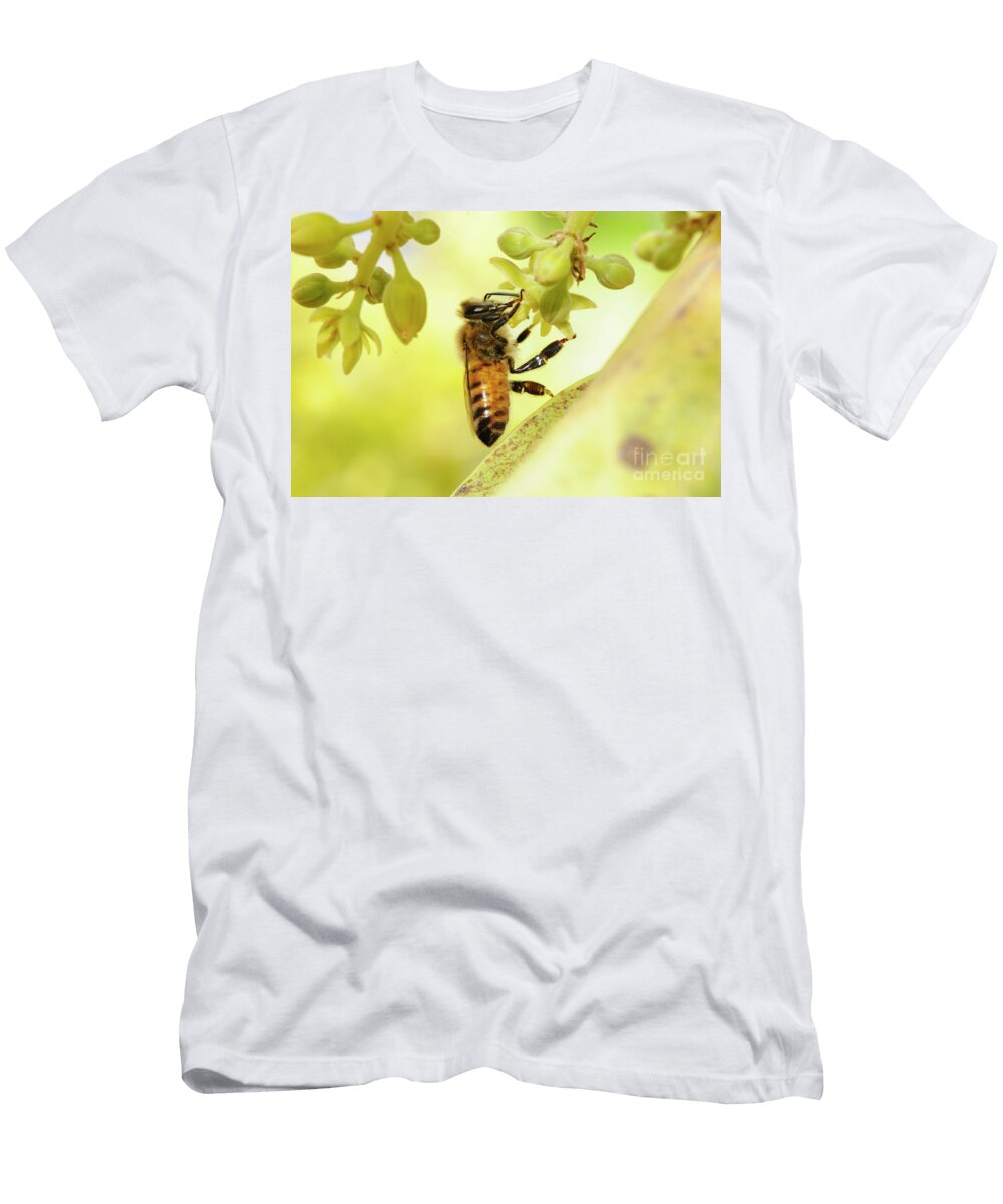 Honey Bee on an Avocado Blossom T6 Hagai Nativ T-Shirt