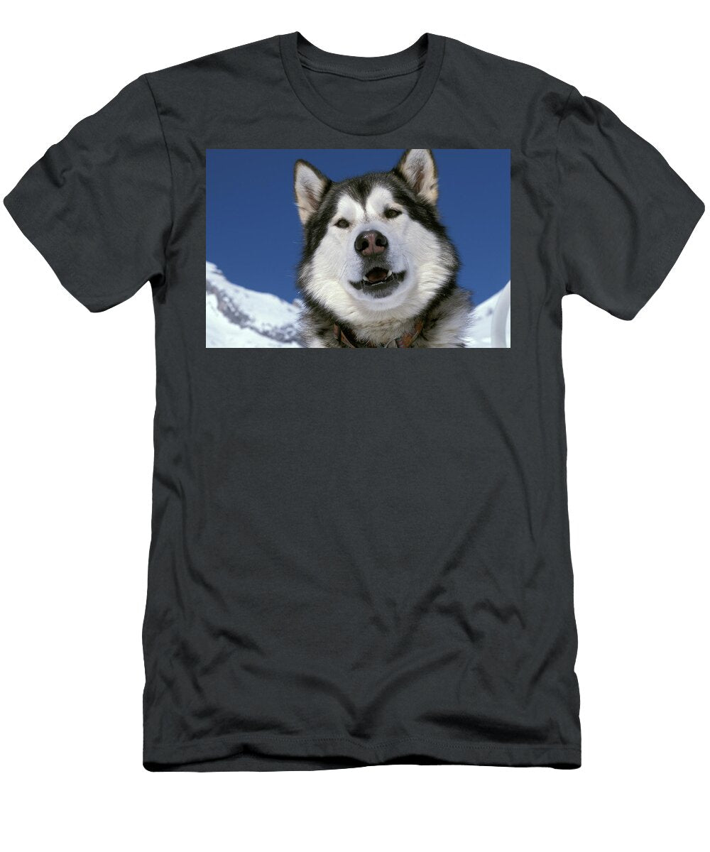Husky Animal Images T-Shirt