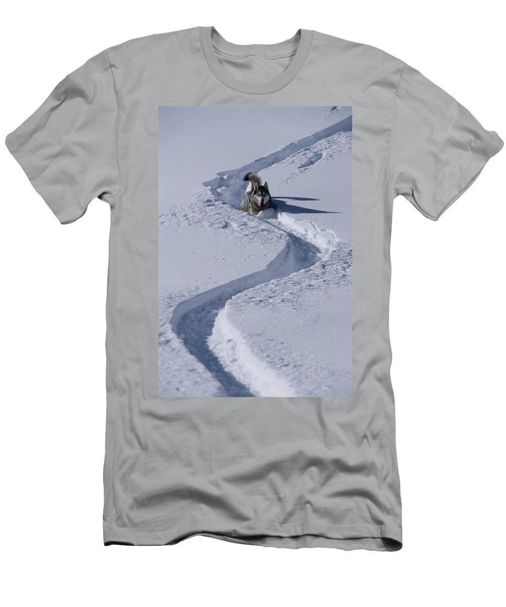 Husky in Ski Tracks Through Deep Snow Ace Kvale T-Shirt
