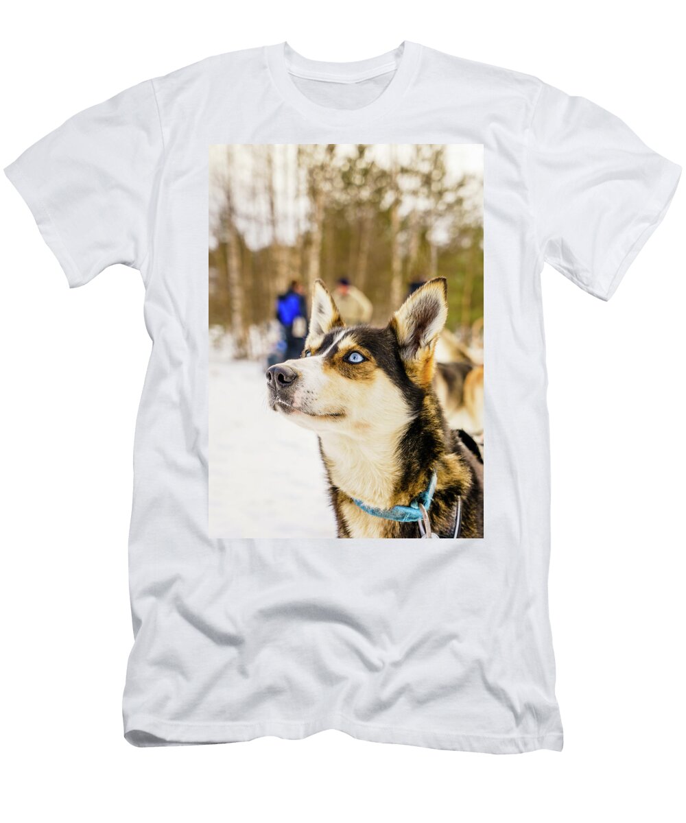 Husky Sled Dog Lapland Finland Animal Images T-Shirt