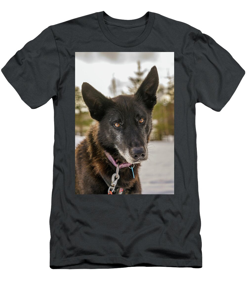 Husky Sled Dog Lapland Finland Panoramic Images T-Shirt