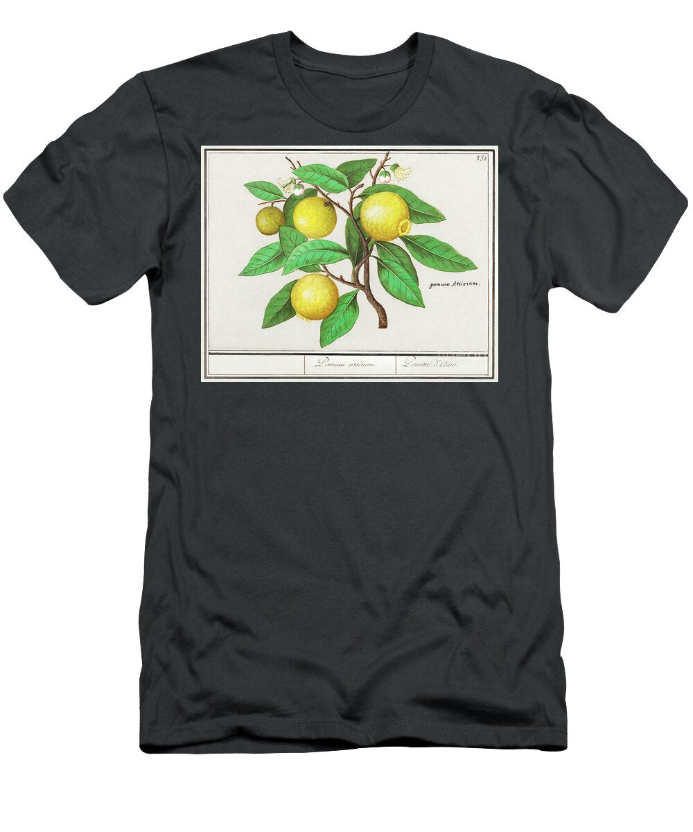 Lemon Citrus Limon 1596 1610 By Anselmus Boetius De Boodt Anselmus Boetius De Boodt T-Shirt