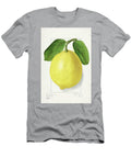 Lemon Citrus Limon 1910 By Ellen Isham Schutt Ellen Isham Schutt T-Shirt