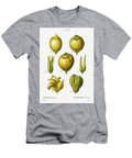 Lemon Citrus Limonium From Traite Des Arbres Et Arbustes Que Lon Cultive En France En Pleine Terre Pierre Joseph Redoute T-Shirt