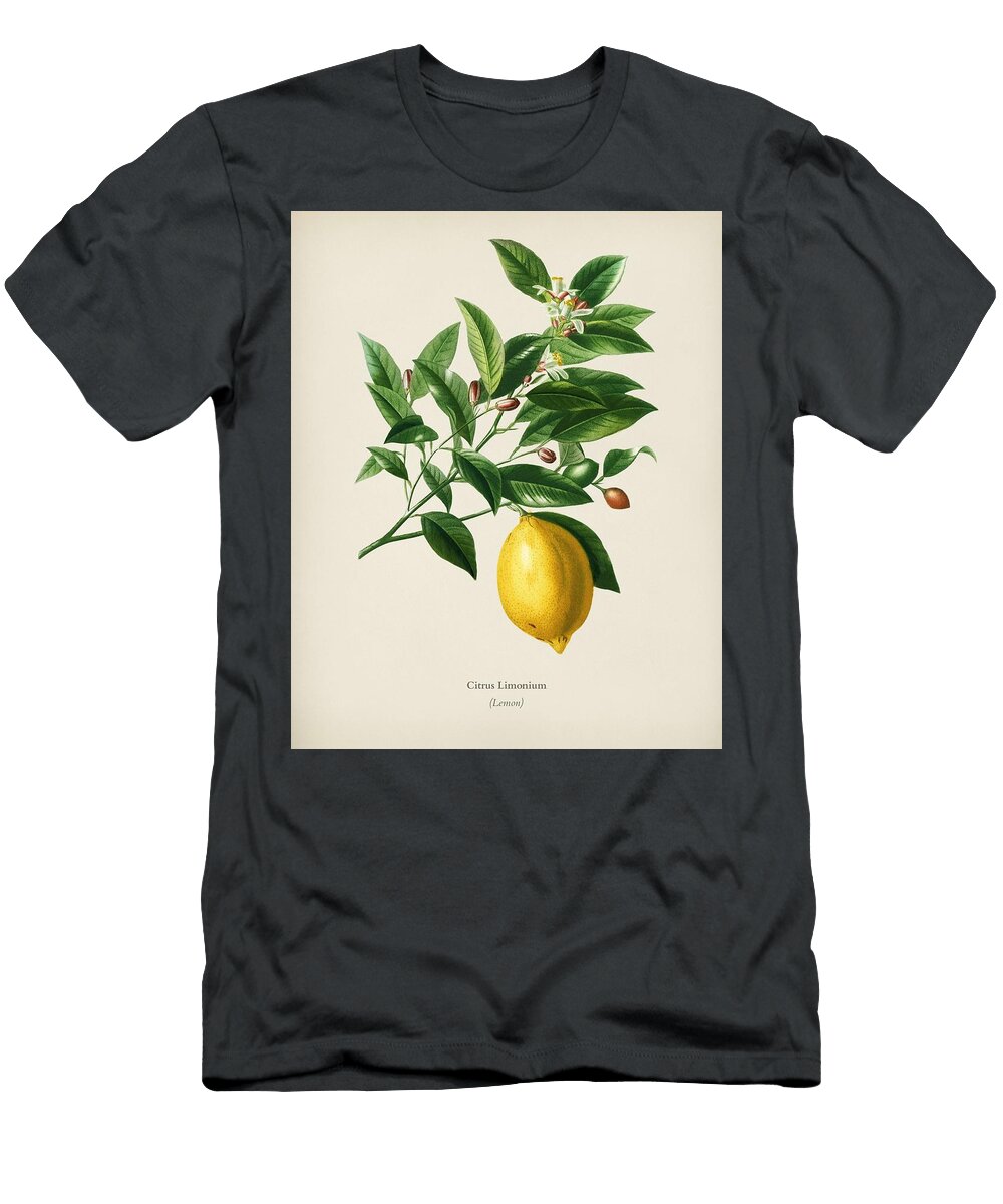 Lemon Citrus Limonium Illustrated By Charles Dessalines D Orbigny 1806 1876 Celestial Images T-Shirt