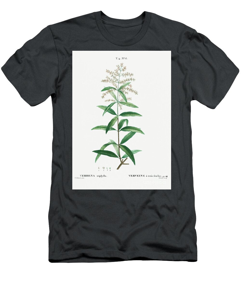 Lemon Verbena Verbena Triphylla From Traite Des Arbres Et Arbustes Que Lon Cultive En France En Pl Pierre Joseph Redoute T-Shirt