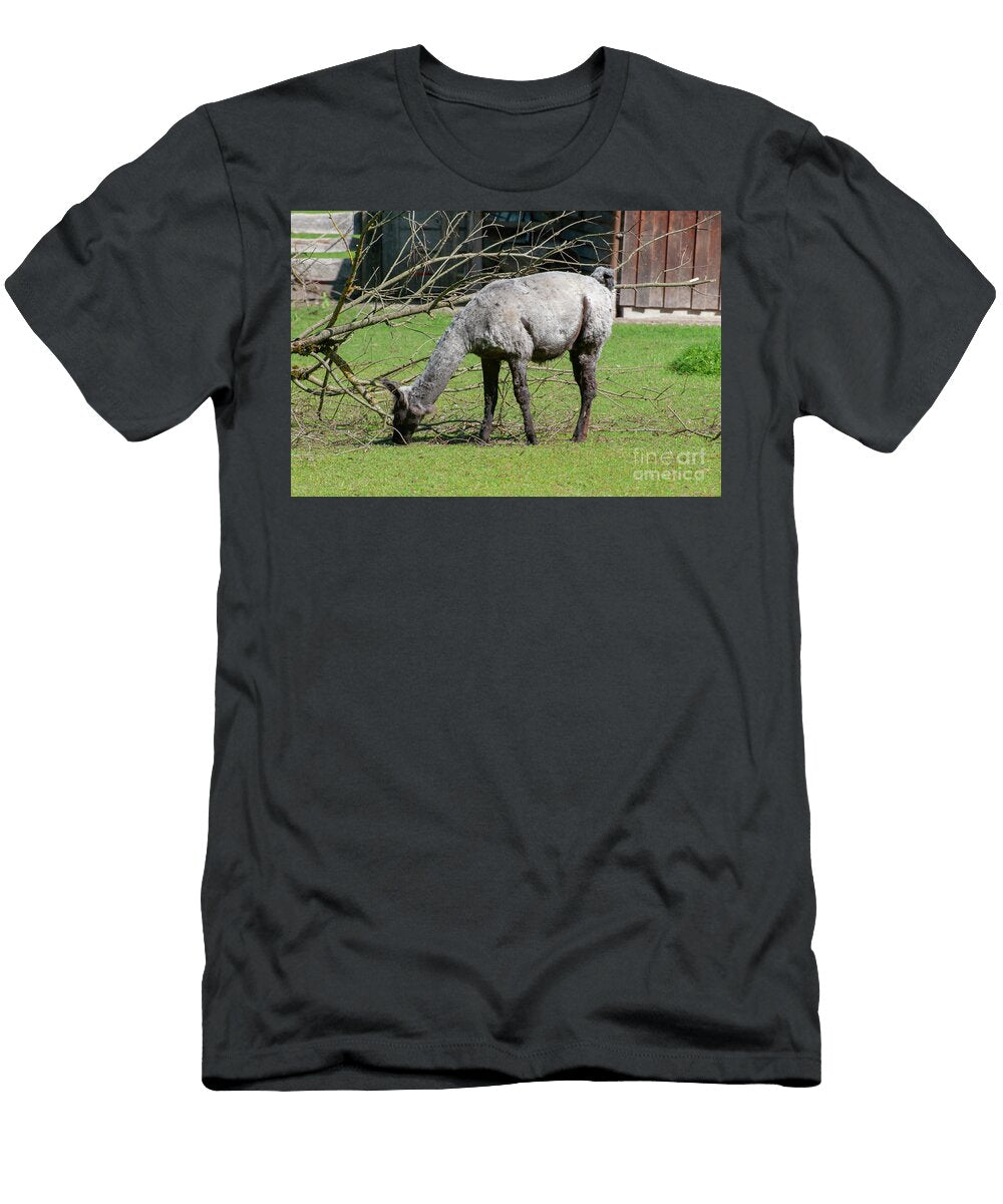 Llama Grazing in a Field B1 Ilan Rosen T-Shirt