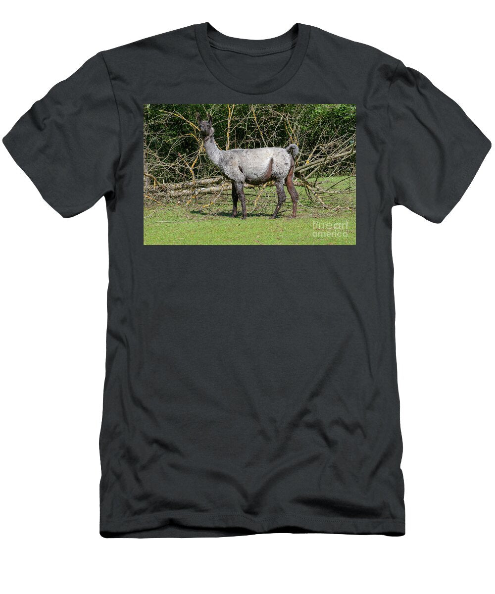 Llama Grazing in a Field B2 Ilan Rosen T-Shirt