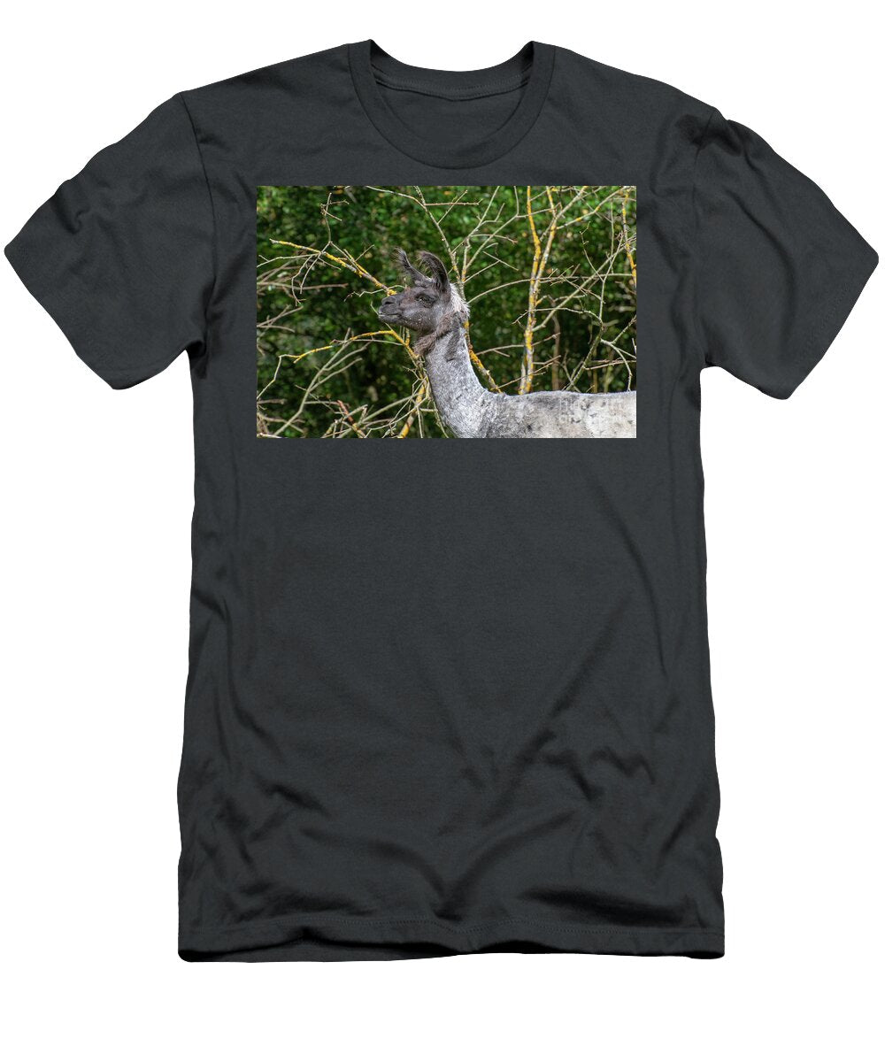 Llama Grazing in a Field B3 Ilan Rosen T-Shirt