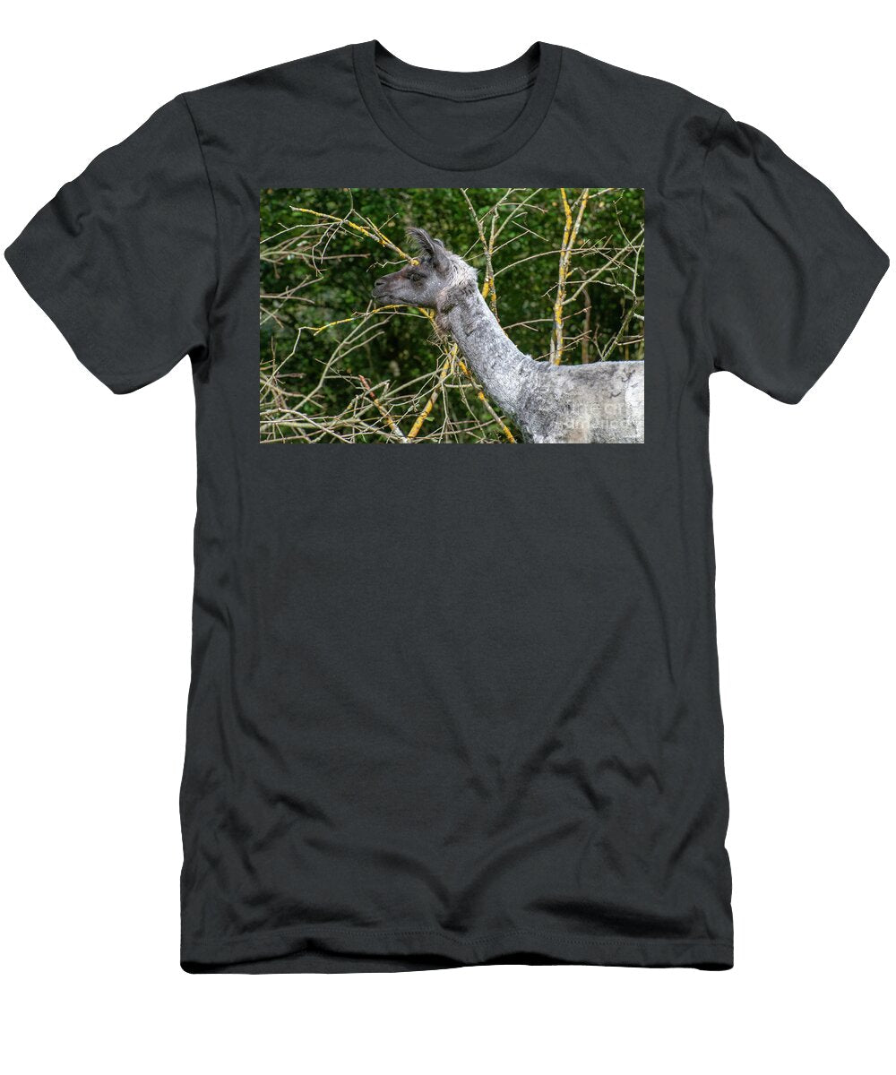 Llama Grazing in a Field B4 Ilan Rosen T-Shirt