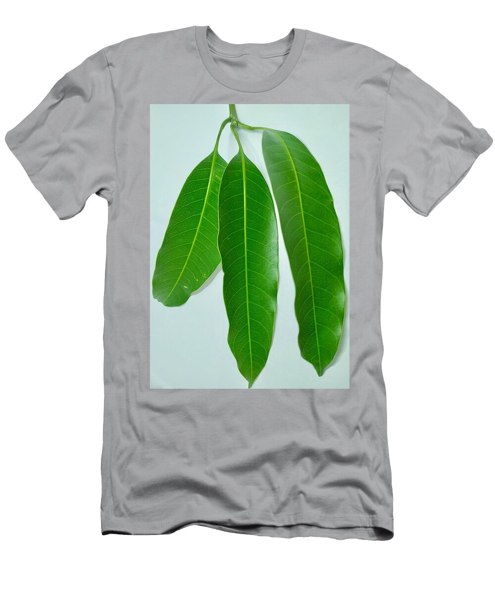 Mango Leaves Stock Photos Vishal Singh T-Shirt