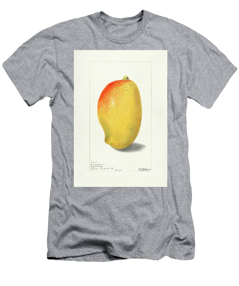 Mango Mangifera Indica 1904 By Deborah Griscom Passmore Deborah Griscom Passmore T-Shirt