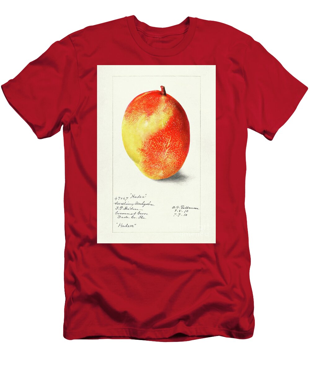 Mango Mangifera Indica 1910 By Deborah Griscom Passmore Deborah Griscom Passmore T-Shirt