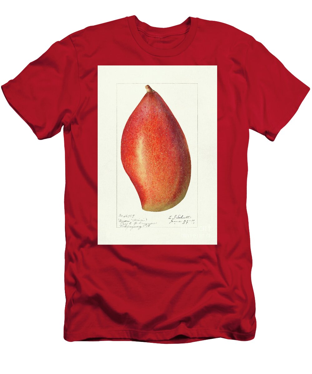Mango Mangifera Indica 1910 By Ellen Isham Schutt Ellen Isham Schutt T-Shirt