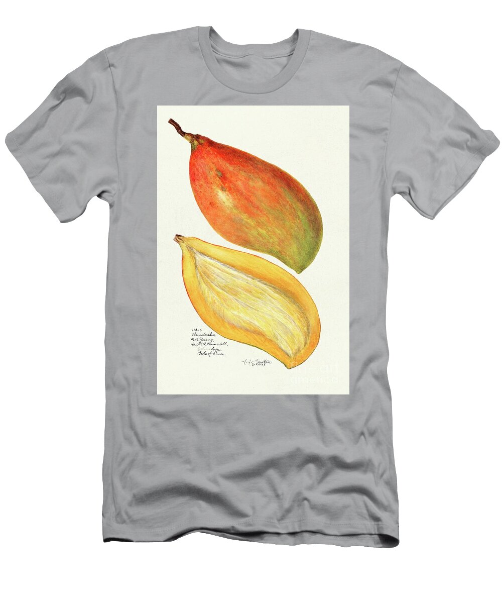 Mangoes Mangifera Indica 1908 By Amanda Almira Newton Amanda Almira Newton T-Shirt