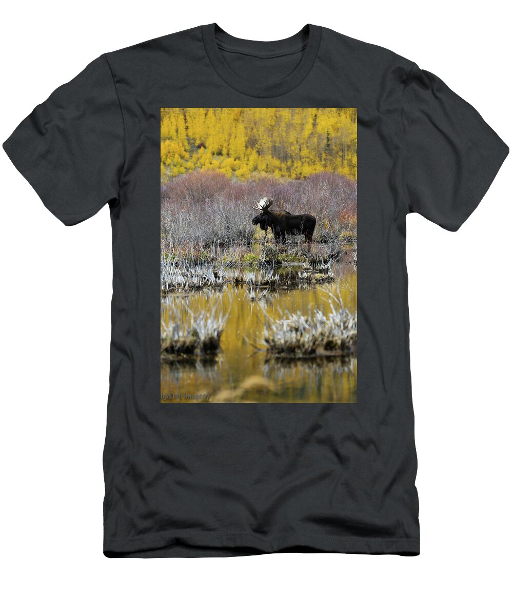 Moose in Fall Colors Angie Wingerd T-Shirt