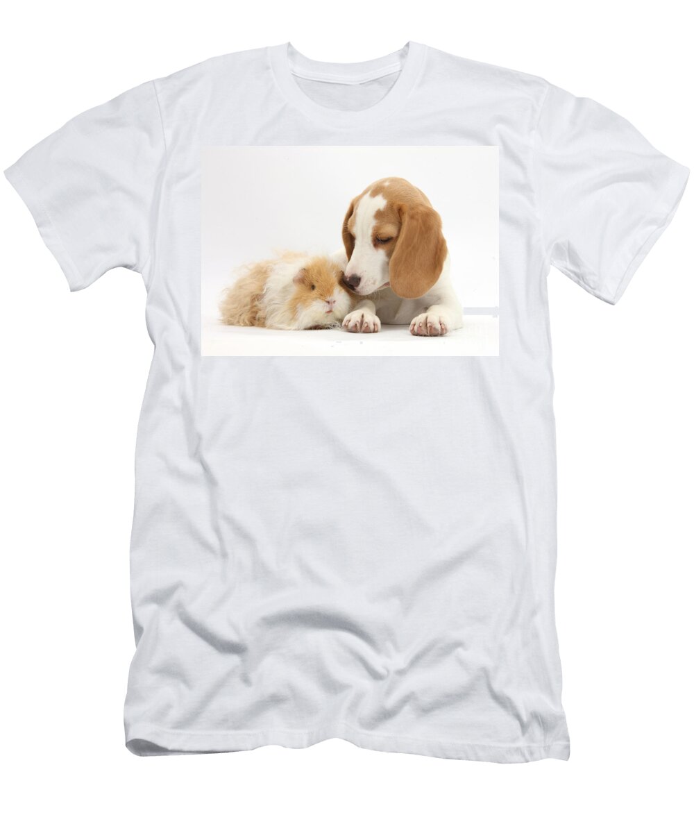 Orange and White Beagle Pup and Alpaca Mark Taylor T-Shirt