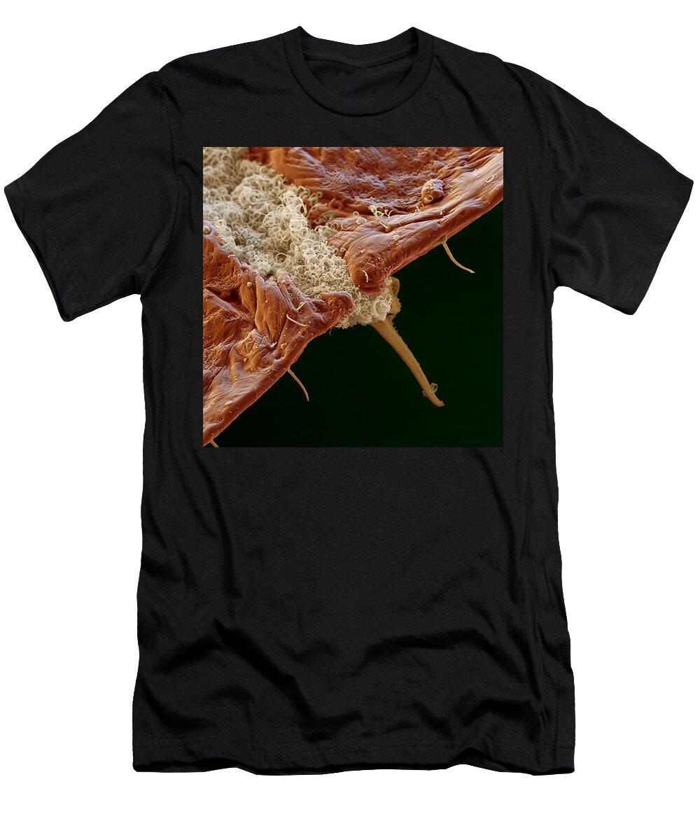 Scale Insect Meckesottawa T-Shirt
