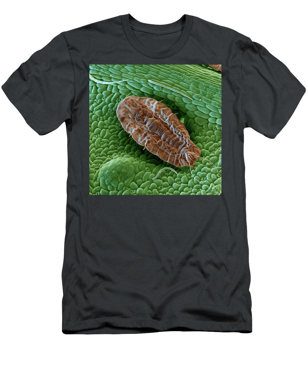 Scale Insect on an Avocado 2701 Meckesottawa T-Shirt