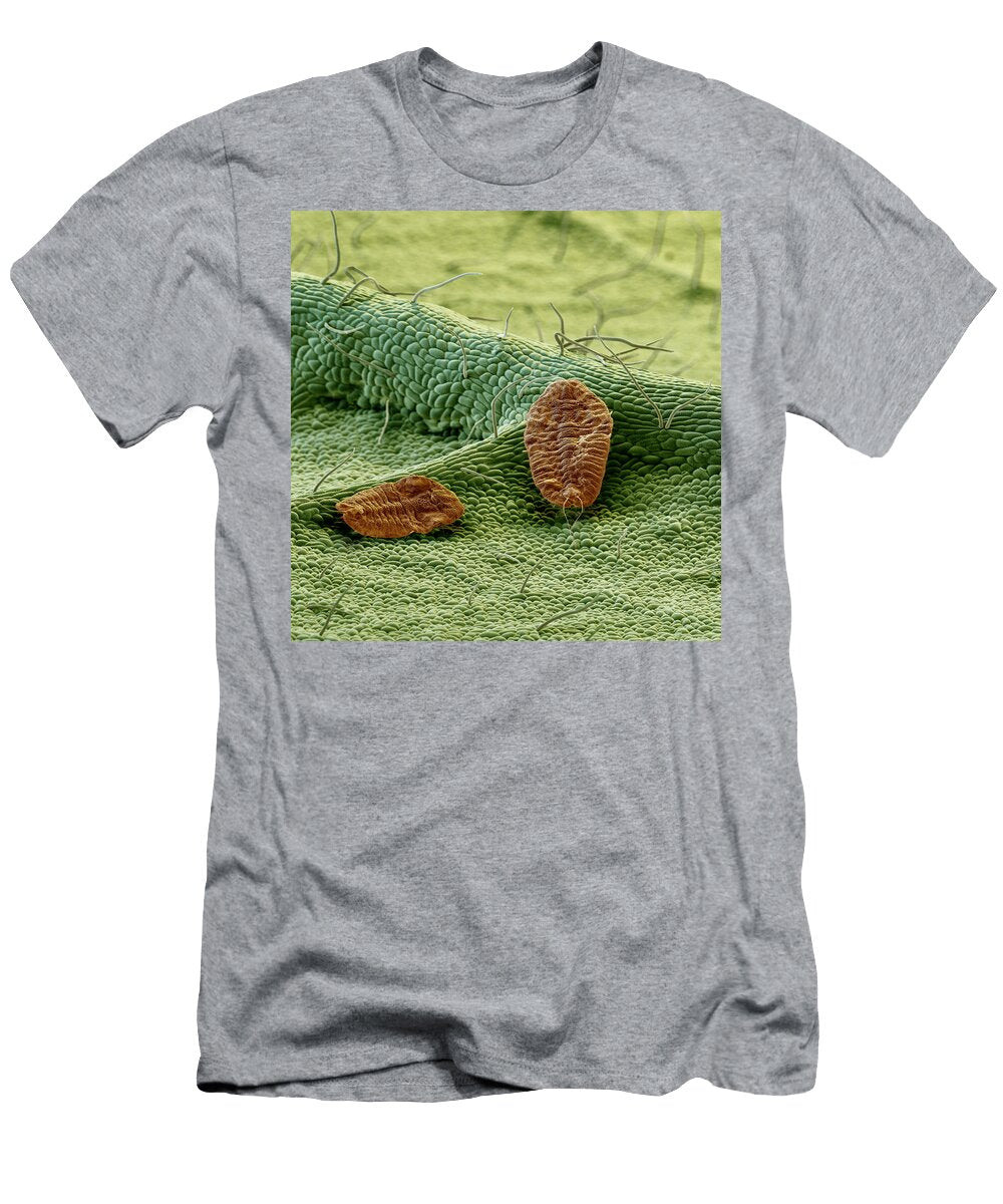 Scale Insects on an Avocado Sem Meckesottawa T-Shirt