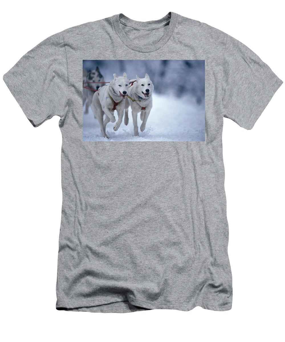 Siberian Huskies At Dogsled Race Oliver Giel T-Shirt
