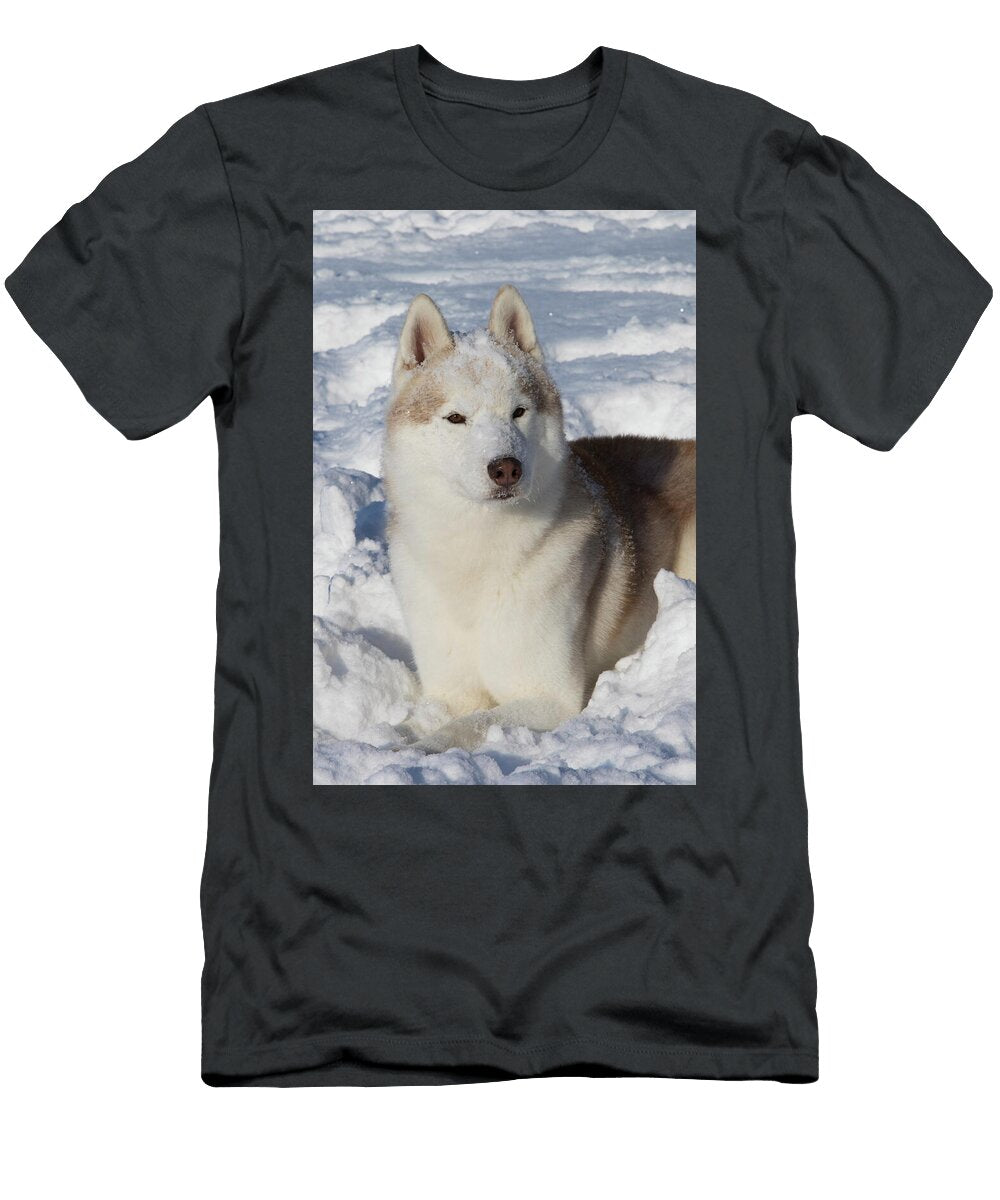 Siberian Husky Dog Lying in Snow Illinois Lynn M Stone Natureplcom T-Shirt