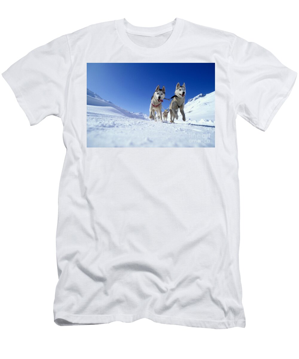 Siberian Husky Dogs Rolf Kopfle T-Shirt