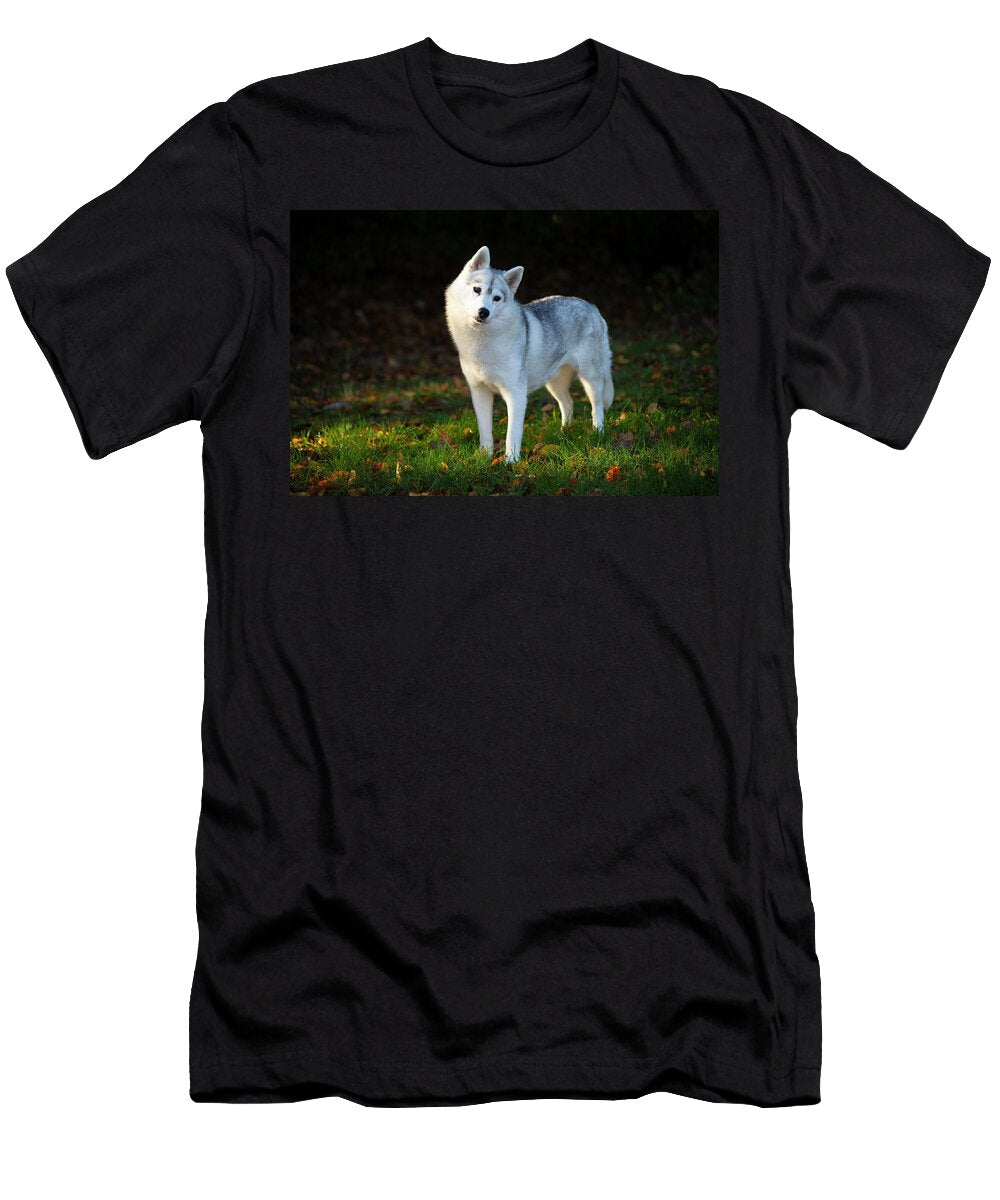 Siberian Husky Female Standing on Grass Portrait Lynn M Stone Natureplcom T-Shirt