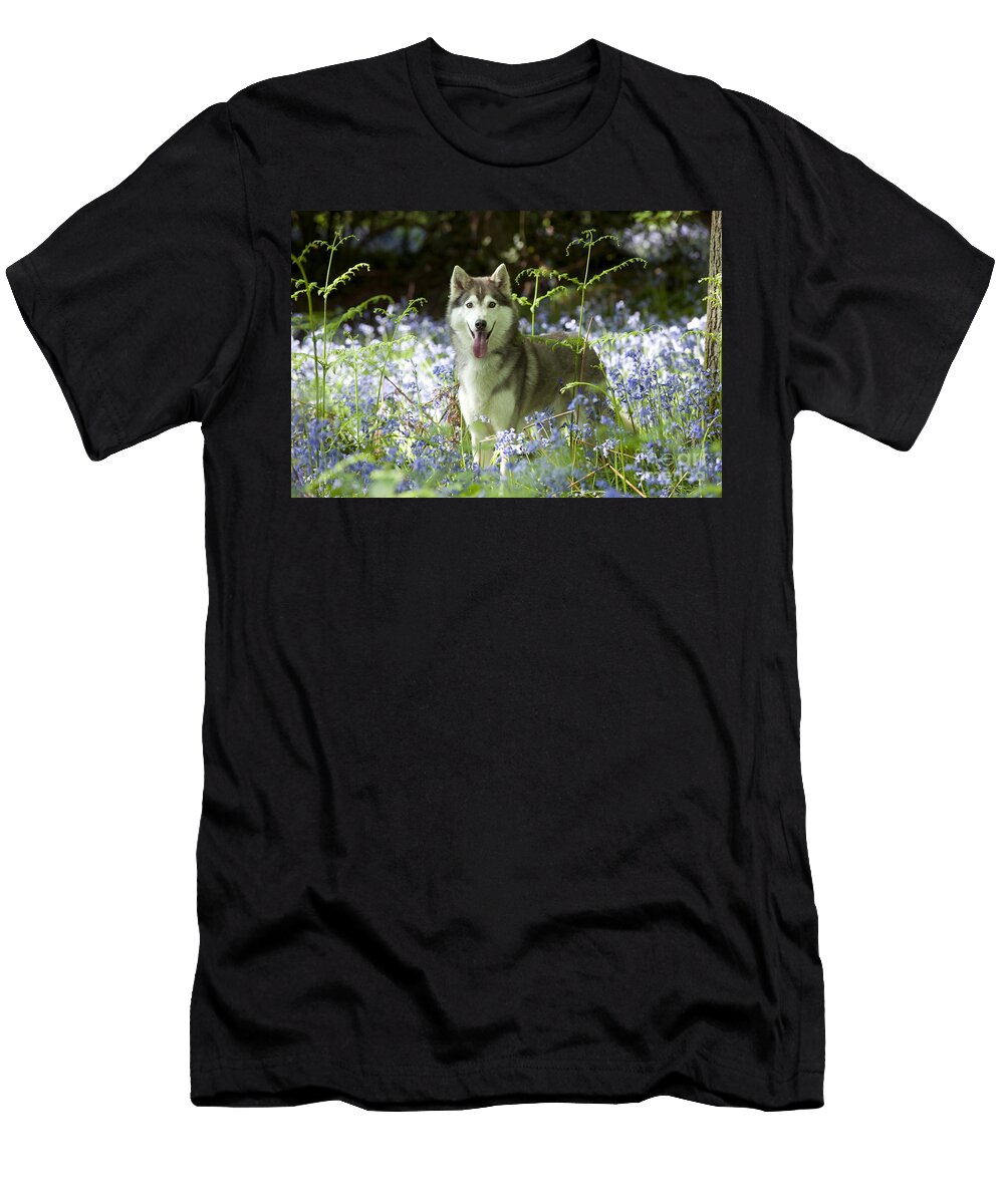 Siberian Husky in Bluebells John Daniels T-Shirt