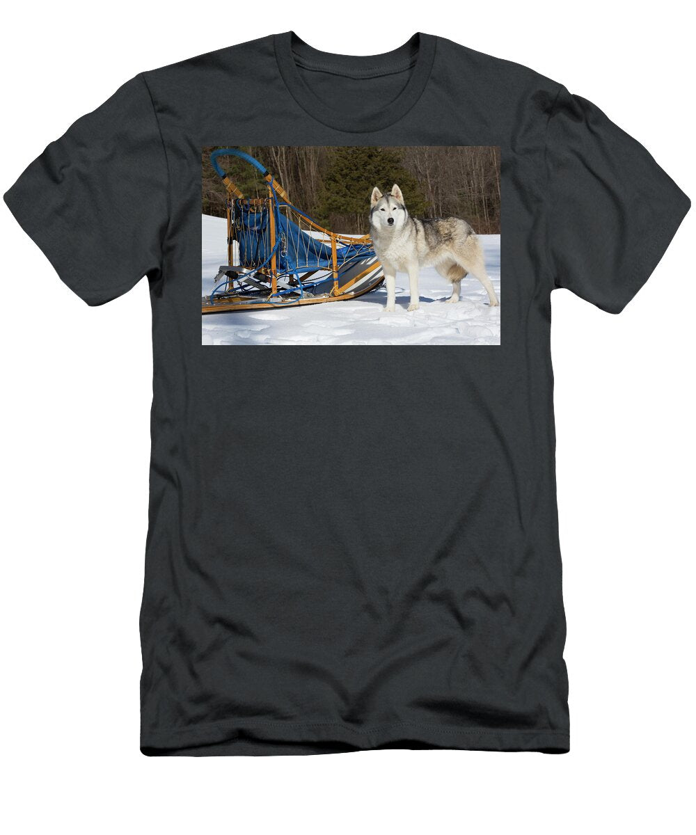 Siberian Husky in Snow By Dog Sled Massachusetts Lynn M Stone Natureplcom T-Shirt