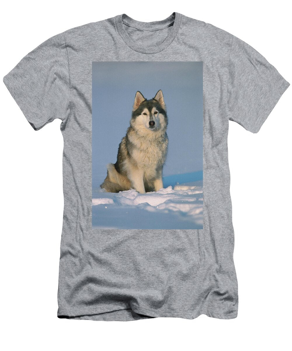 Siberian Husky in Snow Oliver Giel T-Shirt