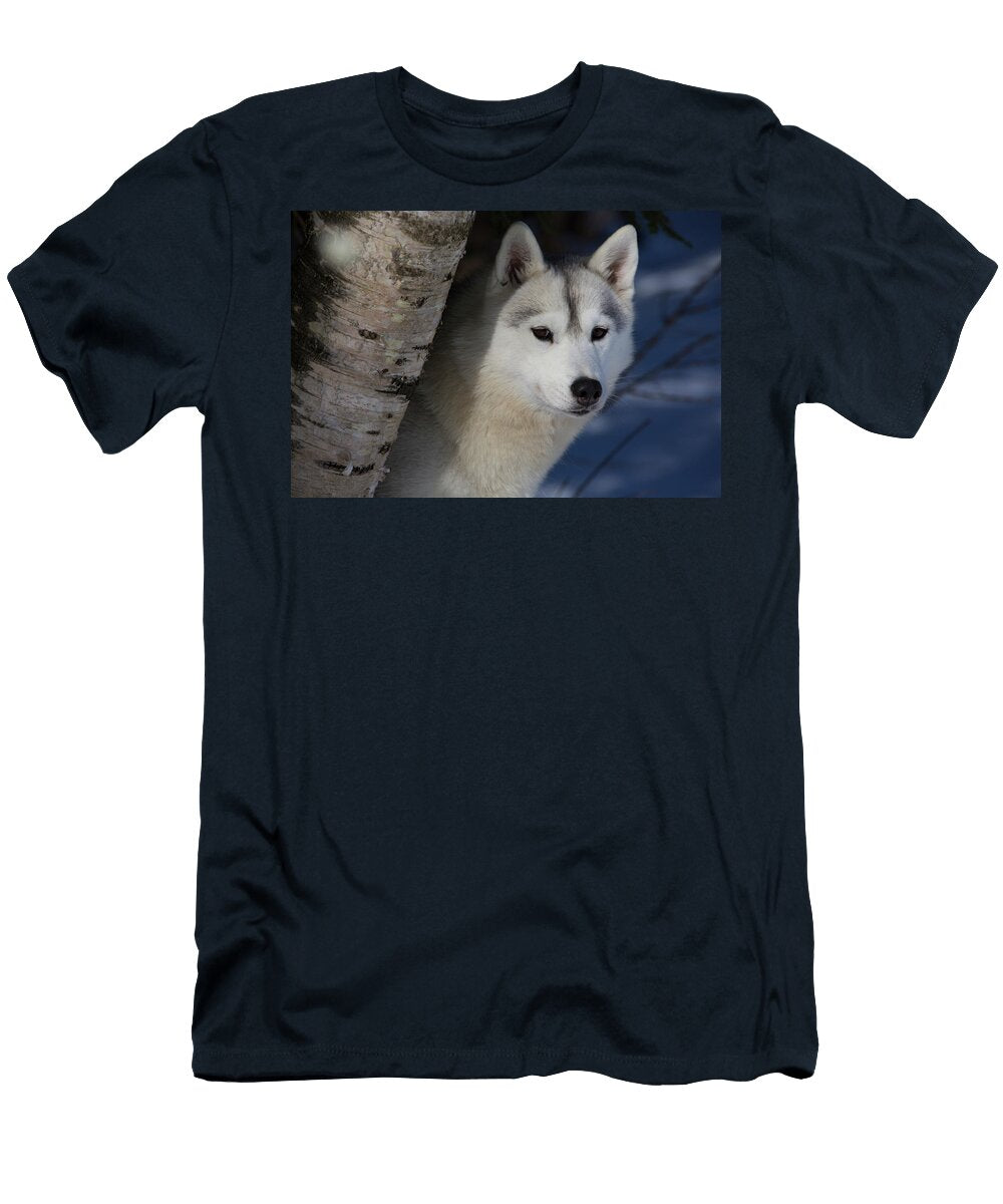 Siberian Husky in Snow Peering From Behind Birch Tree Lynn M Stone Natureplcom T-Shirt