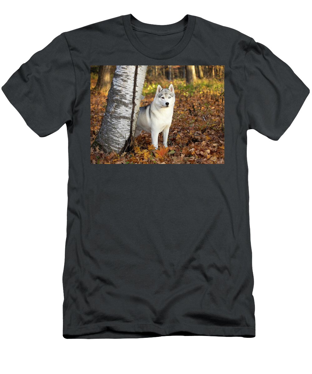 Siberian Husky Male Standing Beside Tree Trunk in Autumn Lynn M Stone Natureplcom T-Shirt