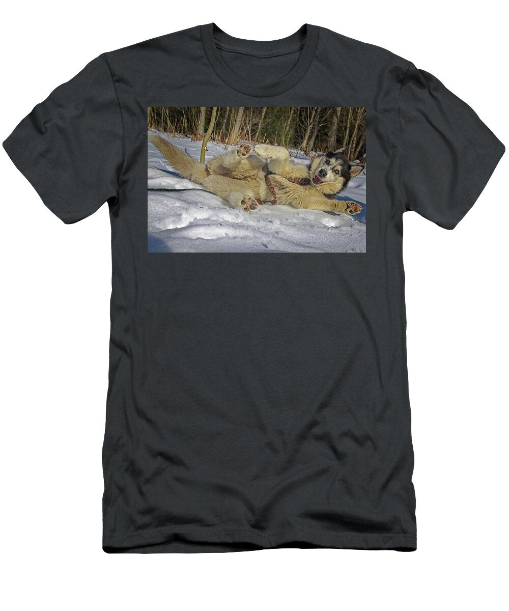 Siberian Husky Playing in Snow Dennis Baswell T-Shirt