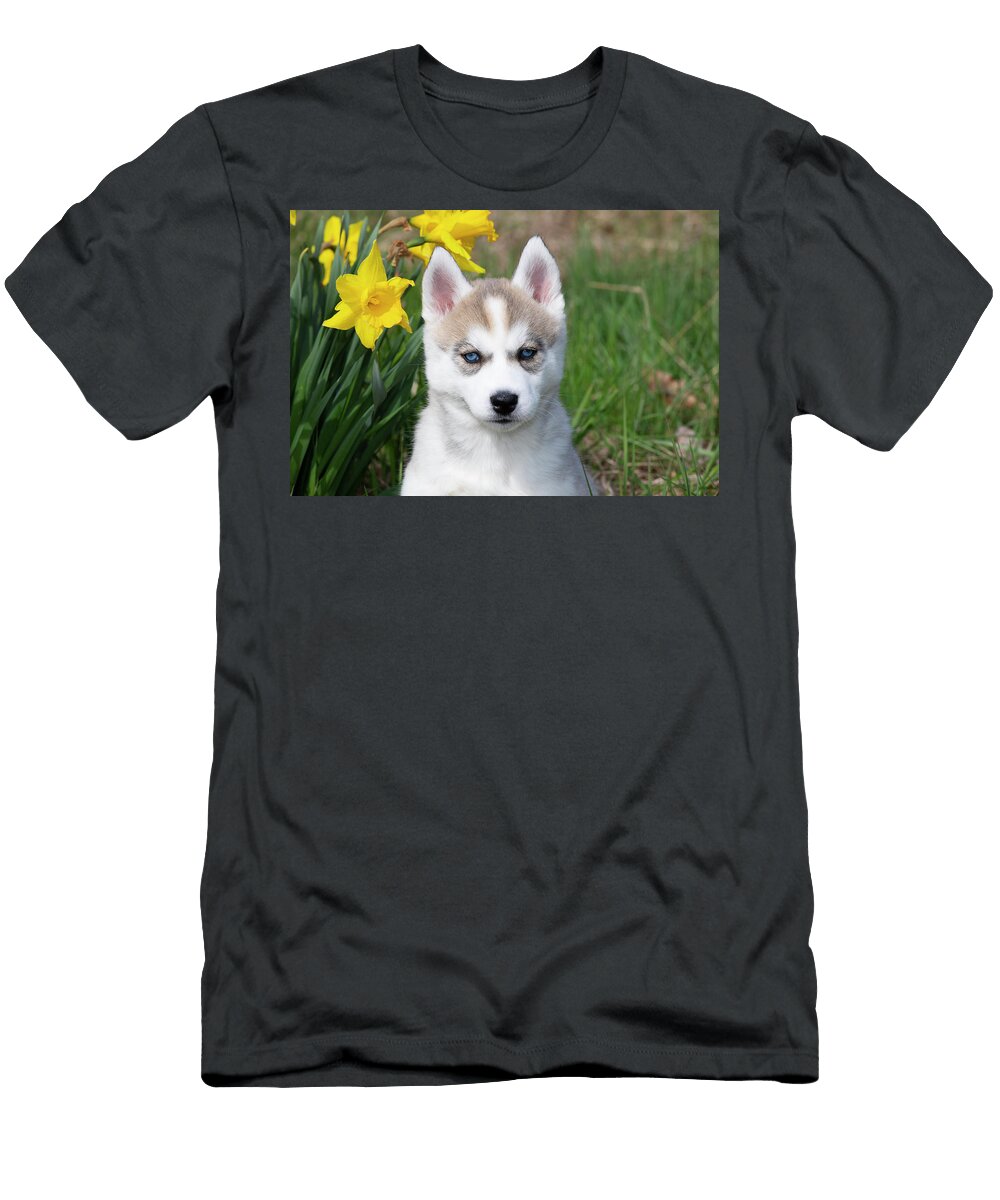 Siberian Husky Puppy Sitting Next to Spring Daffodils Head Lynn M Stone Natureplcom T-Shirt