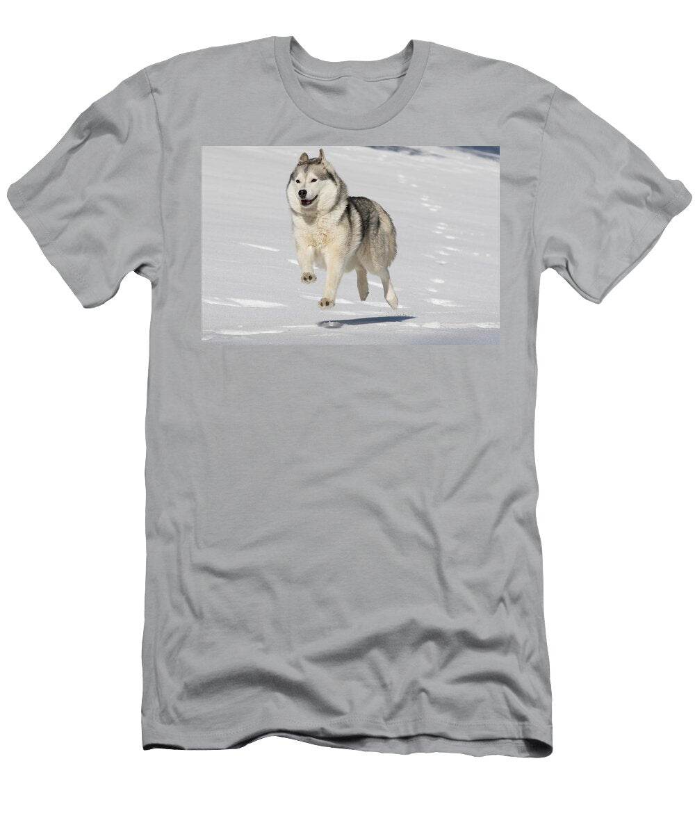 Siberian Husky Running in Snow Massachusetts Lynn M Stone Natureplcom T-Shirt