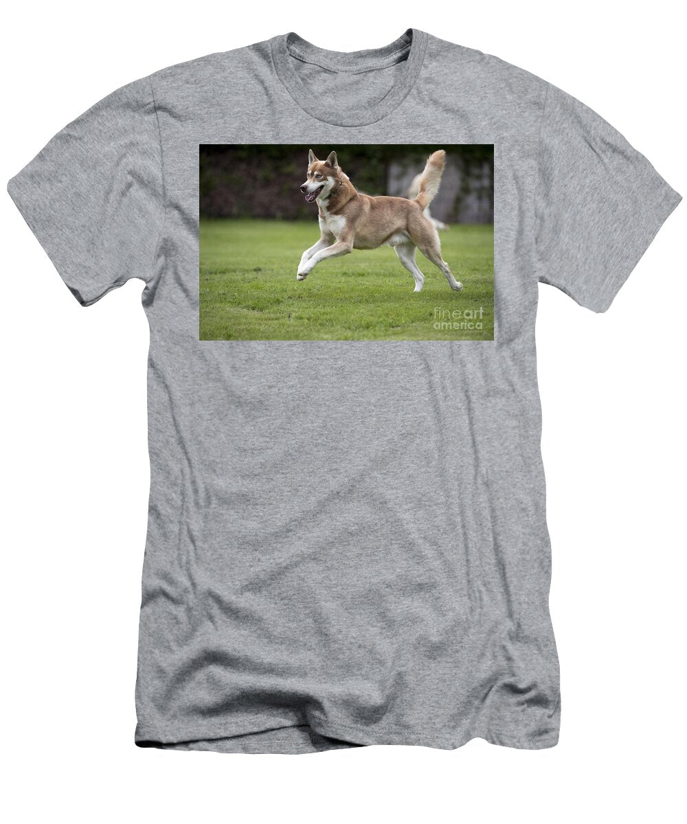 Siberian Husky Running John Daniels T-Shirt