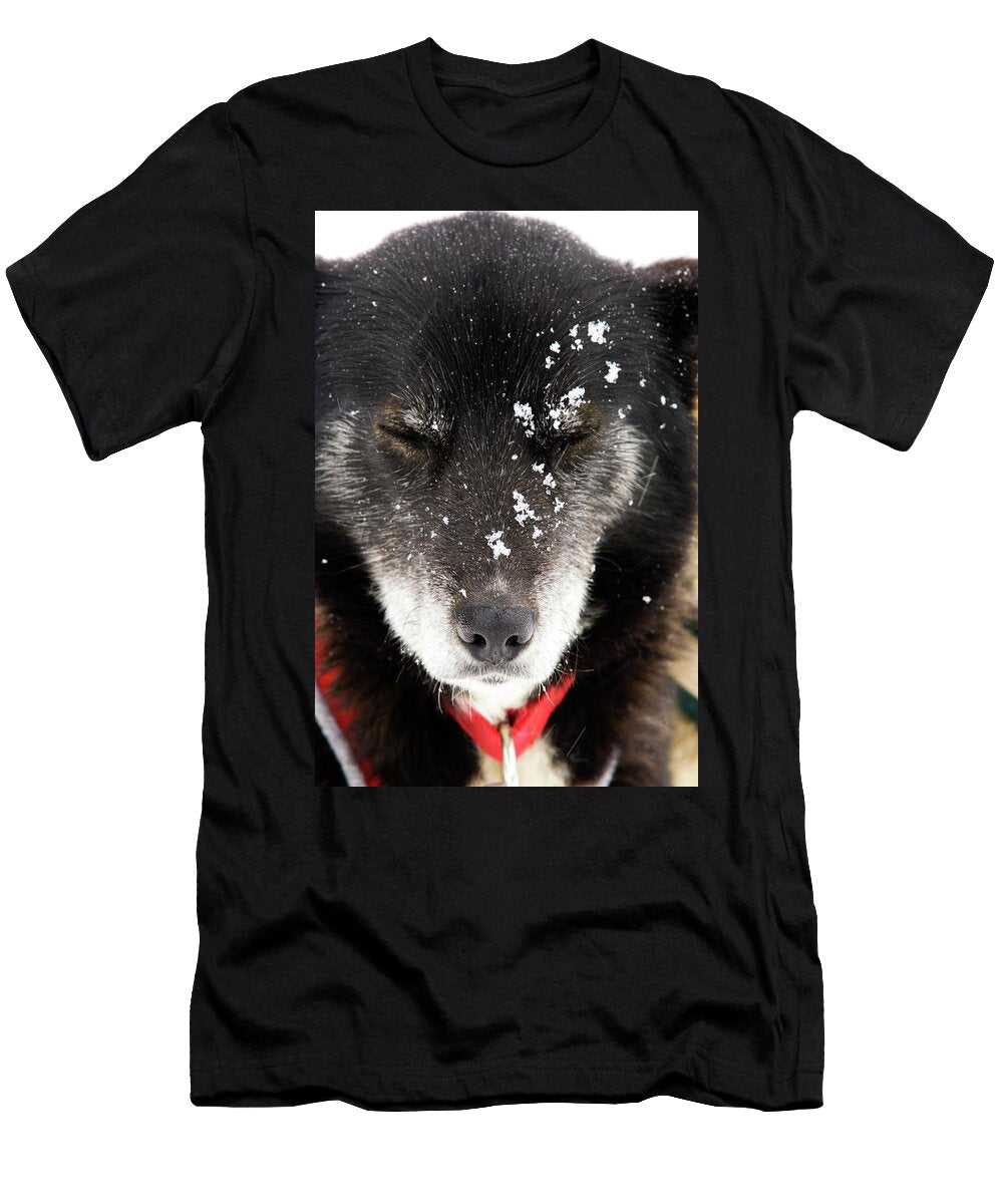 Sled Dog Closing Its Eyes During a Snow Corey Hendrickson T-Shirt