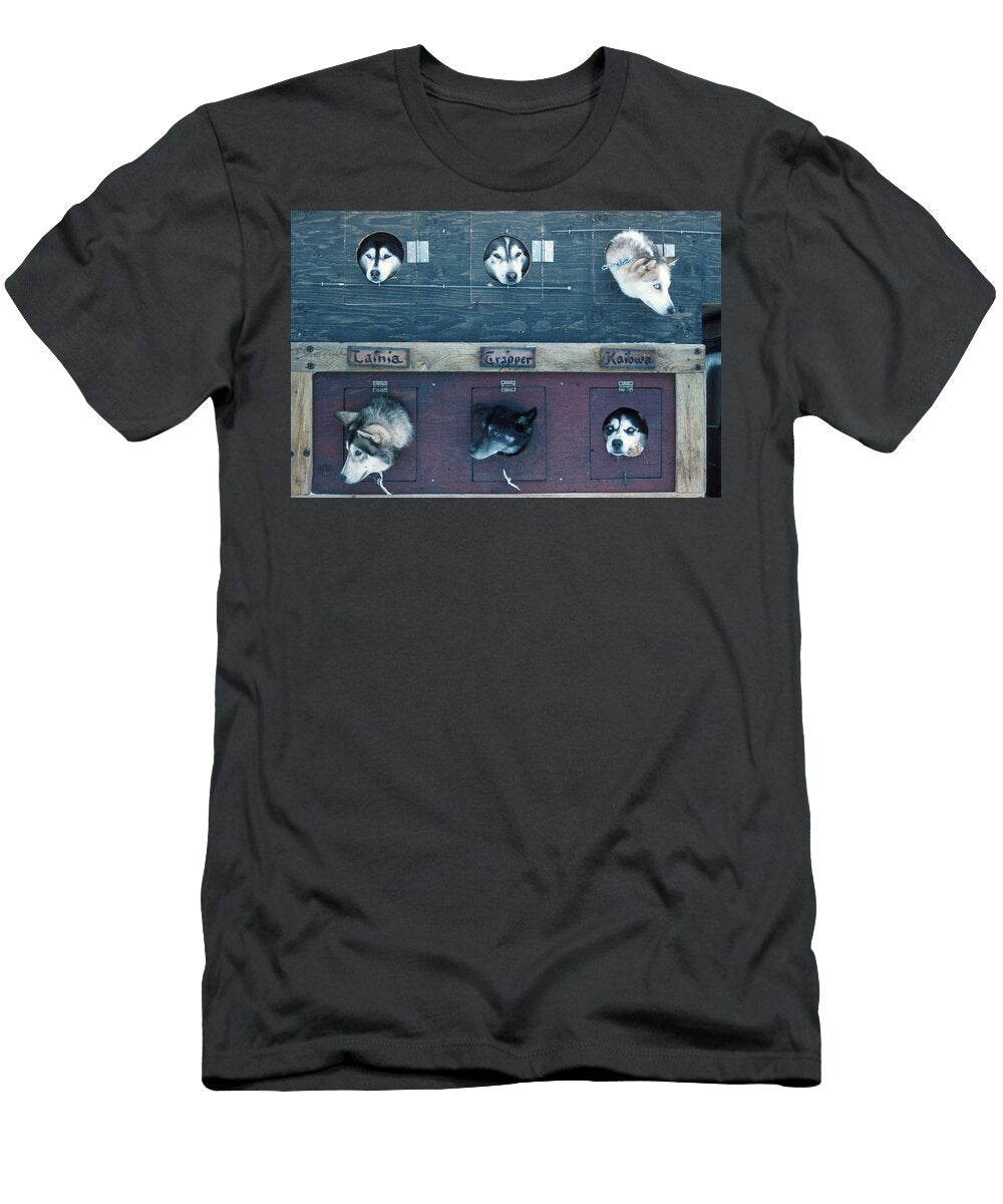 Sled Dogs Looking Through Openings John Orcutt T-Shirt