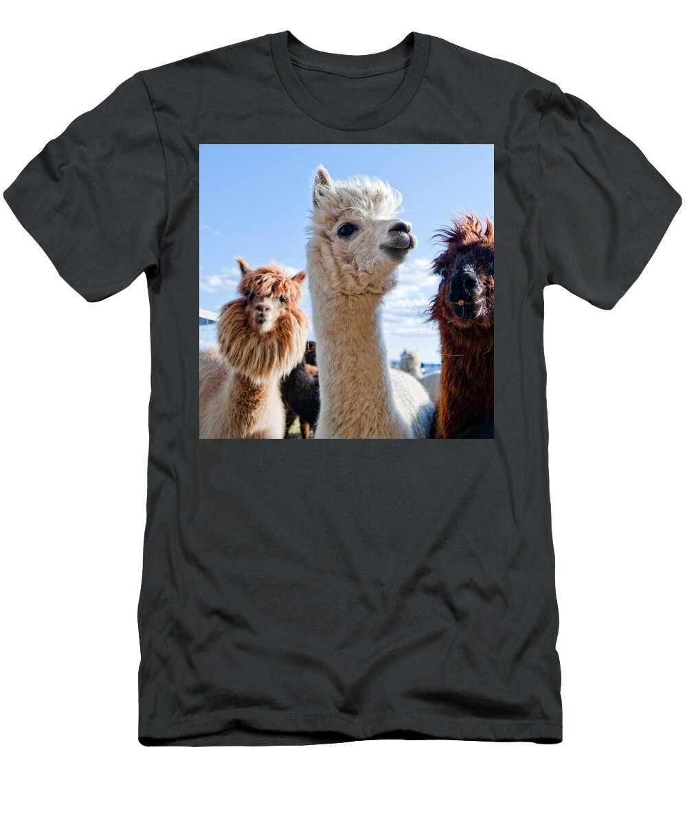 Three Funny Alpacas Julien T-Shirt