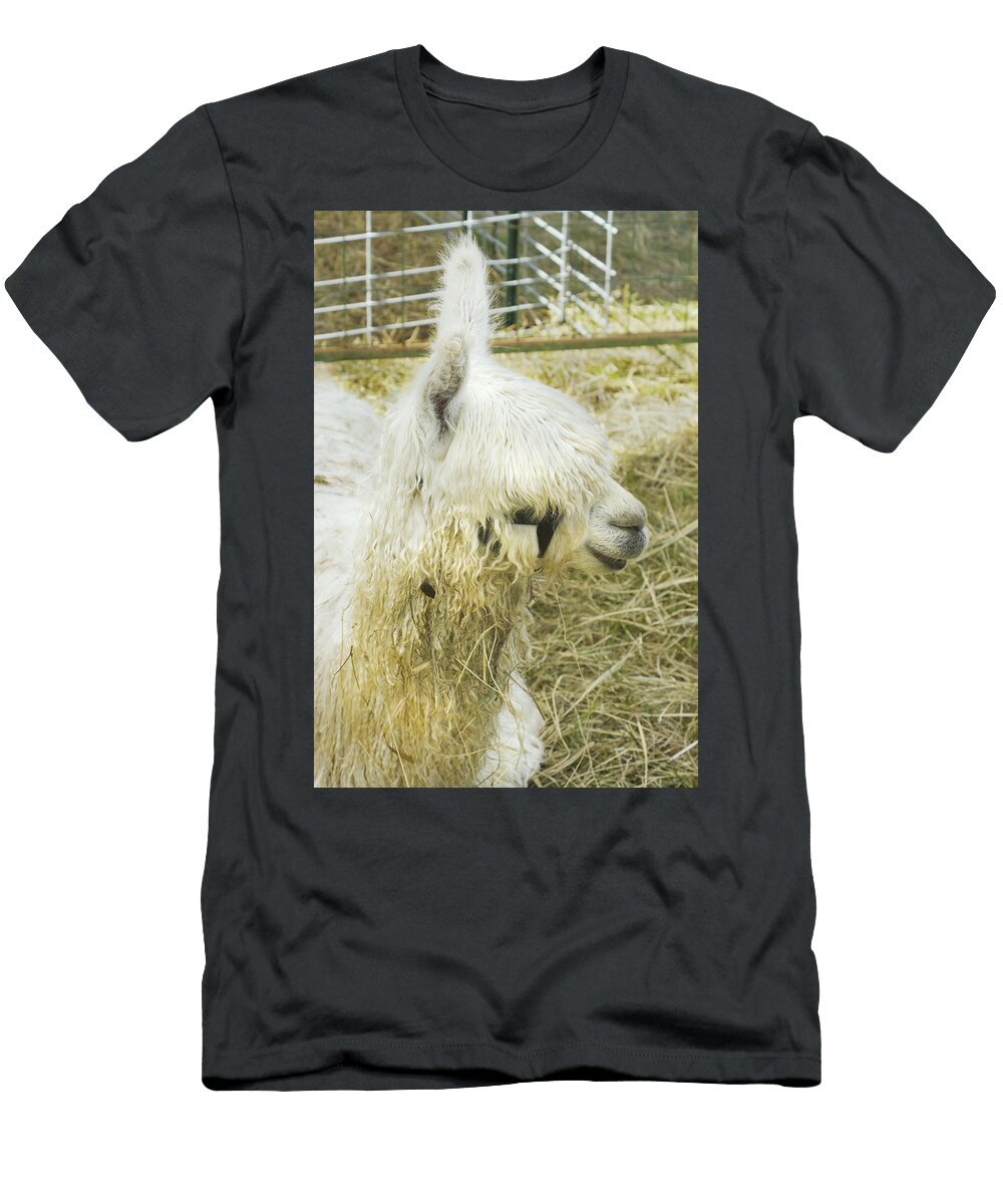 White Alpaca Photograph Keith Webber Jr T-Shirt