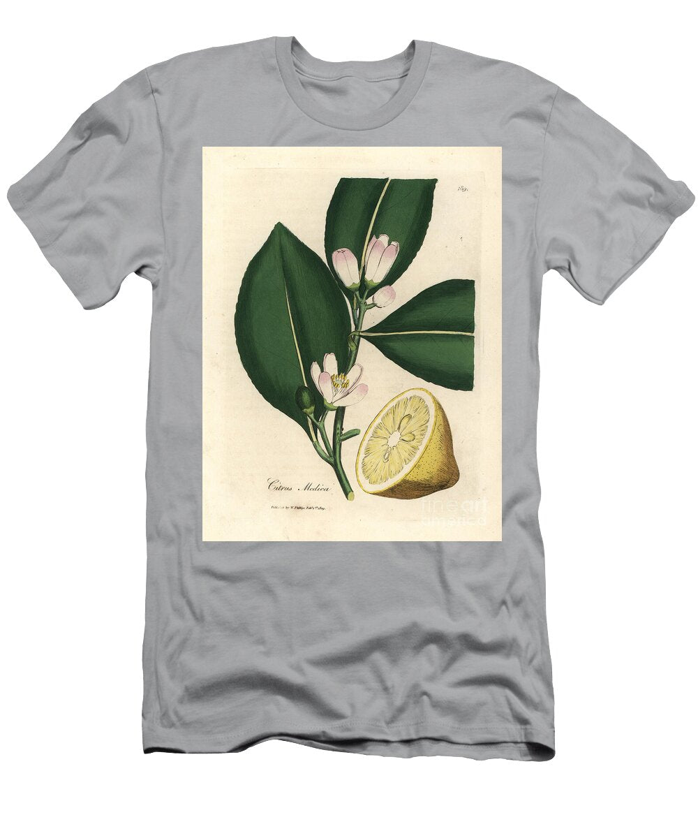 White Blossom and Ripe Fruit Segment of the Lemon Tree Citrus Medica James Sowerby T-Shirt