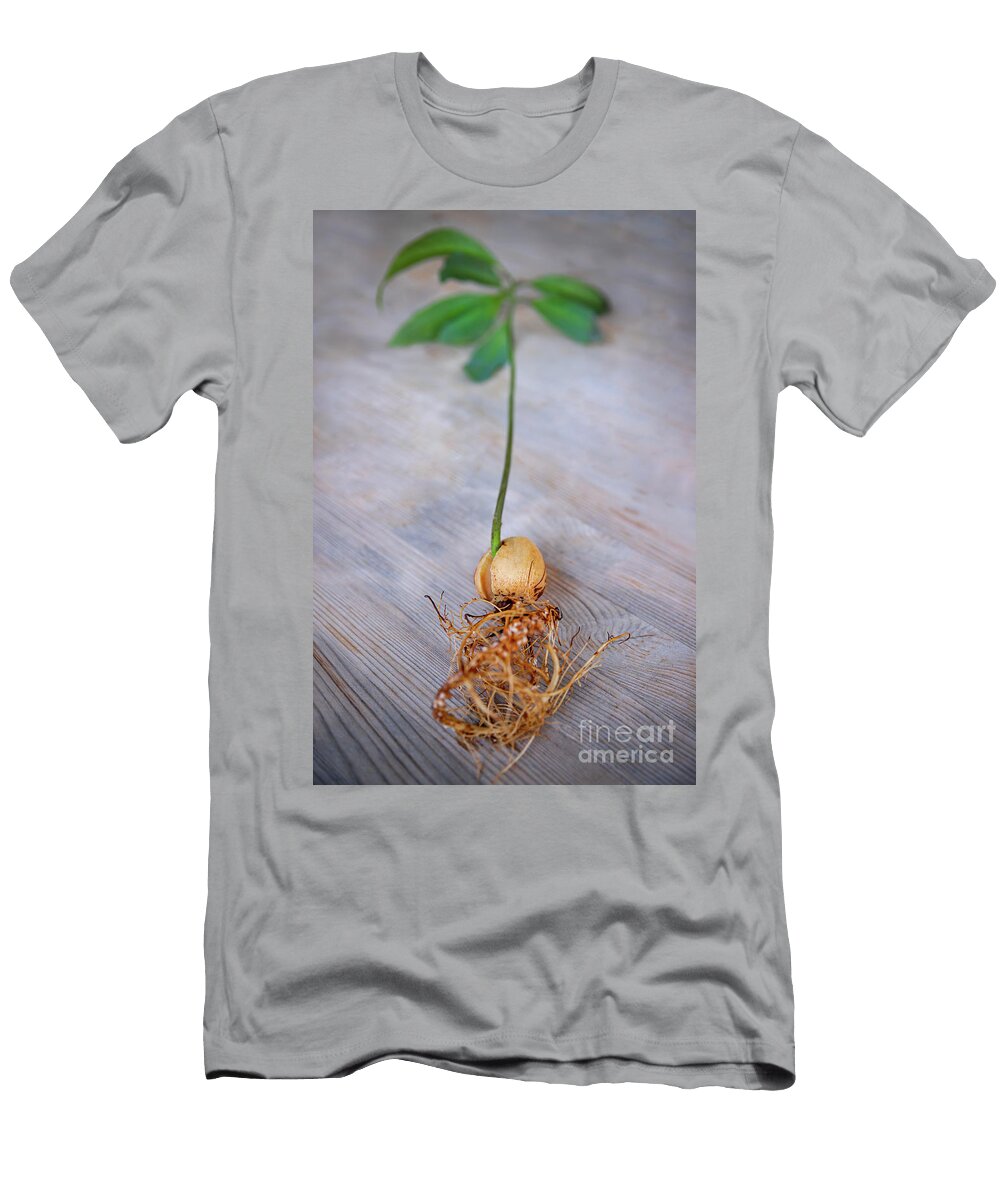 Young Avocado Stalk Anna Om T-Shirt